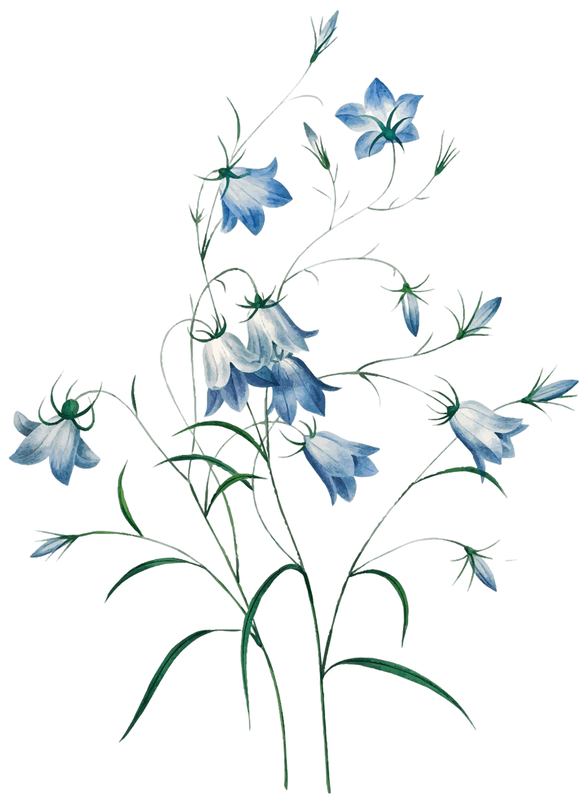 Chicory Plant