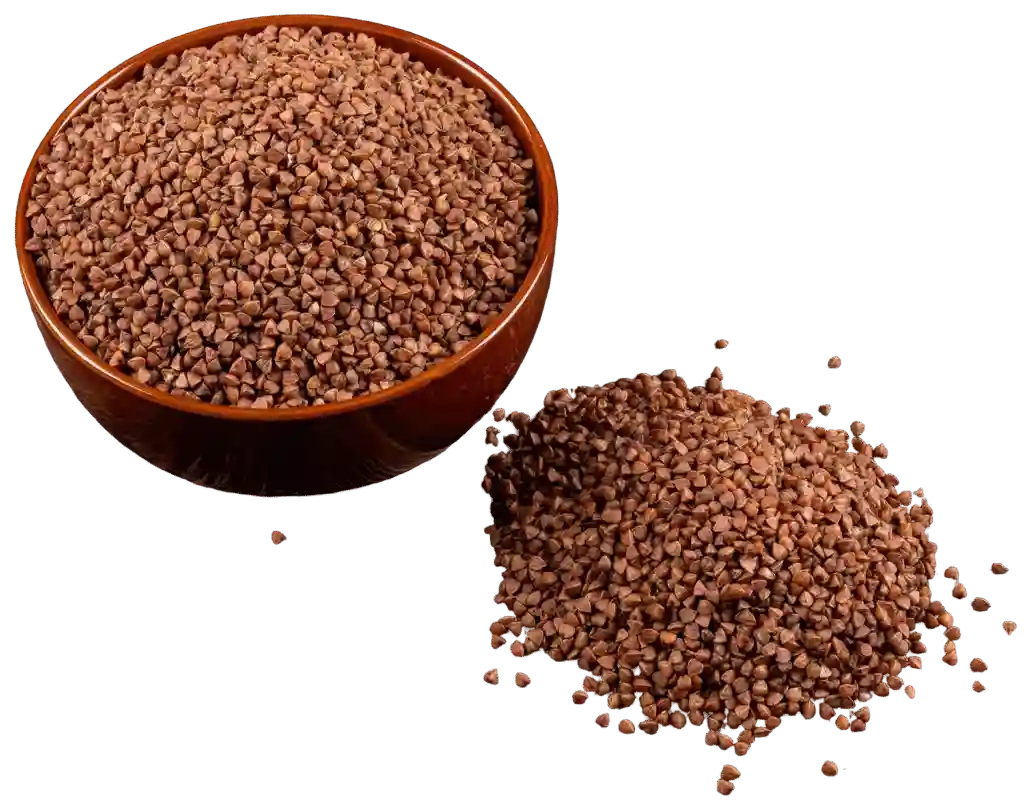 chicory in India